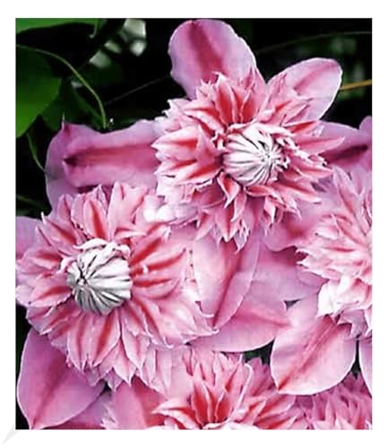 BALDUR Garten 1x Waldrebe Clematis 'Josephine TM Evijohill N' Waldrebe, Pflanze im 10,5 cm-Topf...