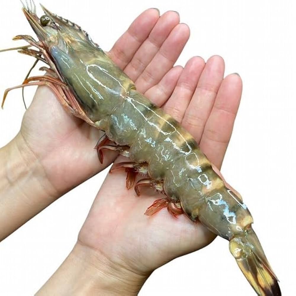 ええええエビ 天然シータイガー 1尾 (1尾 180〜230g) 皇帝の海老 ブラック