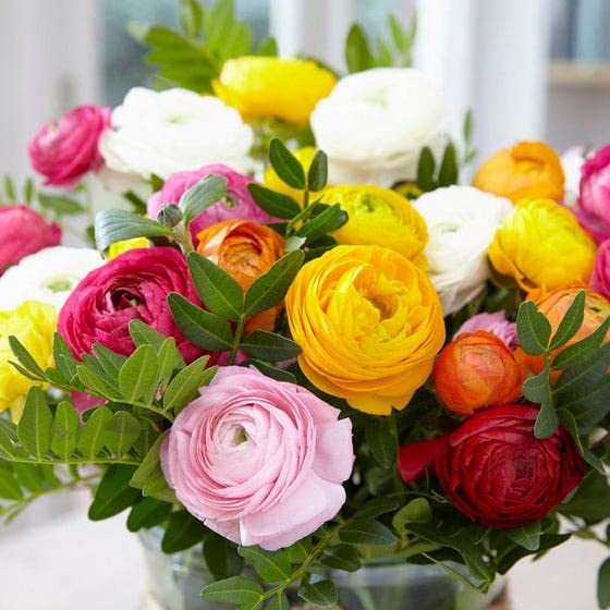 LIVE GREEN Ranunculus Multicolor Double Flower Bulbs - Pack of 5 Bulbs, (LIVE-BULB01) (B09RJ3TX7V) Amazon Price History, Amazon Price Tracker