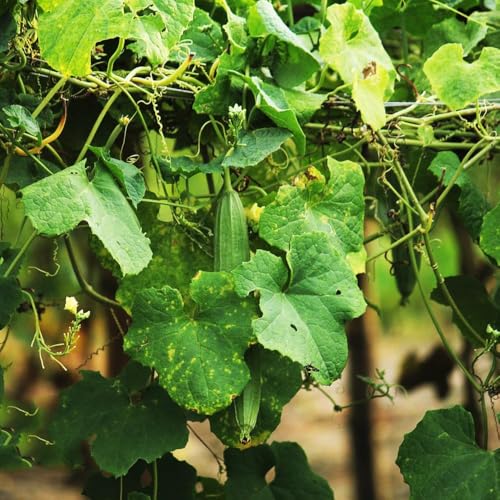 semi luffa - giardino balcone semi di ortaggi inverno esotici resistenti, in resistenti decorativi 180pz