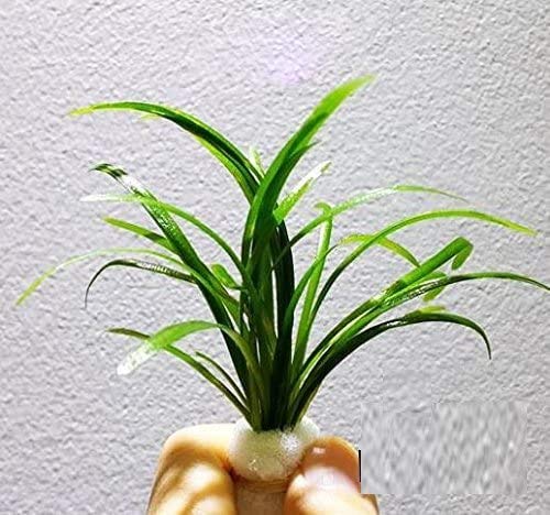 Dwarf Sagittaria Subulata Carpet Freshwater Live Aquarium Plants Decorations 3 Days Live Guaranteed by Mainam