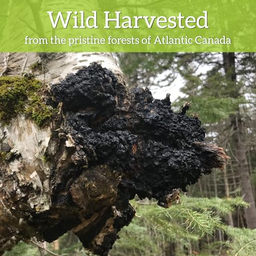 My Berry Organic Chaga Tea Powder