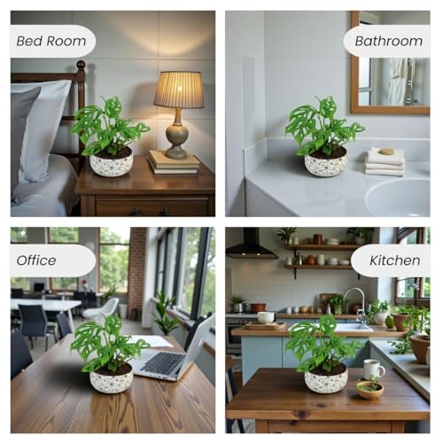 Image of Amulya Farms Indoor Plants For Home | Monstera Broken Heart Live Plant in Floral Print Metal Pot | Air Purifying and Decorative Plants for Home & Office