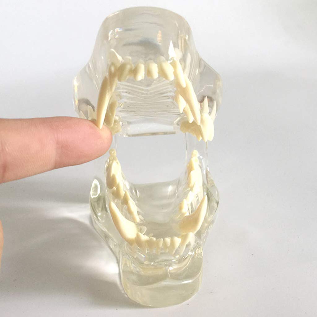 Model anatomiczny czaszka, model stomatologiczny psa, patologia zęby szczęki zębów model zębów anatomiczna psi patologia dla domu edukacja weterynaryjna