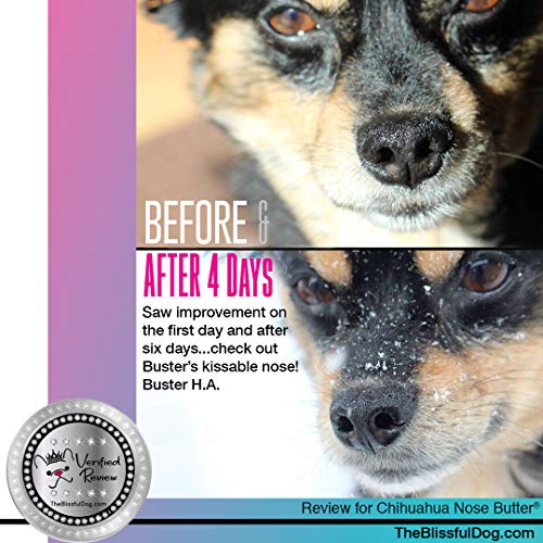 Image of The Blissful Dog Long Coat Chihuahua Nose Butter for Dry, Cracked Skin, Lick-Safe Dog Nose Balm with Moisturizing Shea Butter, Almond, Olive, and Essential Oils, Pet Supplies, Uncented, 8 oz.