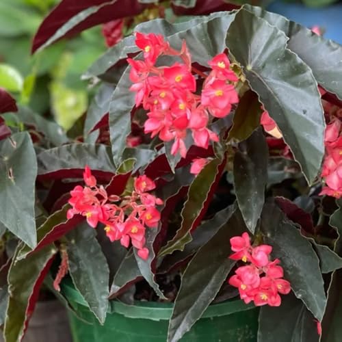 begoniensamen - balkon mehrjährige winterhart hochbeet 600pcs