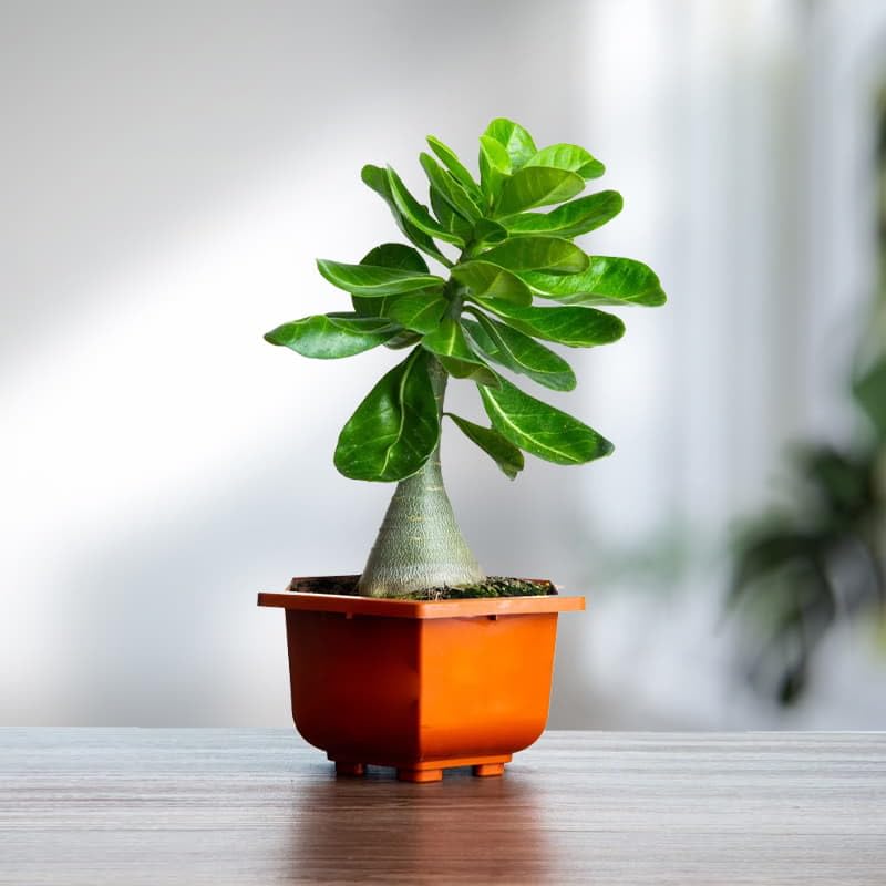 Small original indoor plants for home decor big size,Adenium plant (Pack of 2 Healthy plant) (B0D4DD1HB7) Amazon Price History, Amazon Price Tracker