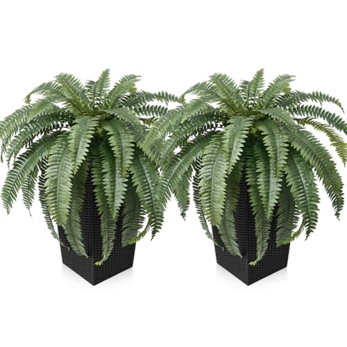 VeriNatural 48 Boston Ferns