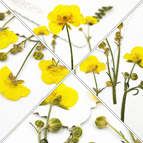 Flores secas prensadas de ranúnculo EXCEART para manualidades miniatura 4