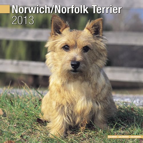 Norwich/Norfolk Terrier 2013 Wall Calendar #30486-13