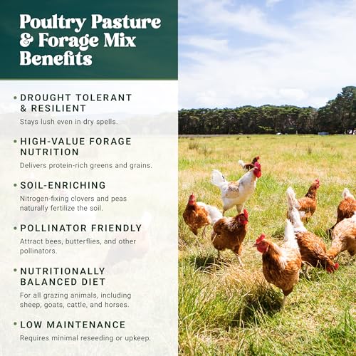Forage Crop Seed Blends For Cattle Feed Temperate Climates