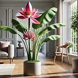 22Day Seeds: Seeds Pink Ornamental Banana Tree/Musa ornata/Perennial Plant