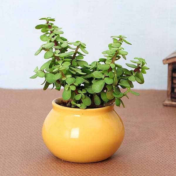 Live Indoor Decorative Plant with Pot | Natural Green Plant for Home Living Room Bedroom Office | Easy to Maintain & Low Water Requirement (Jade Plant)-image-49