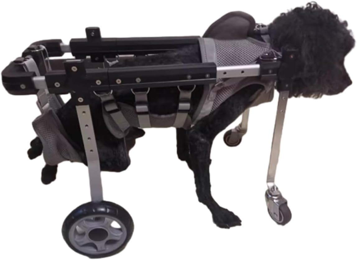 Fauteuil roulant pour chats chariot de mobilité 4 roues animaux blessés