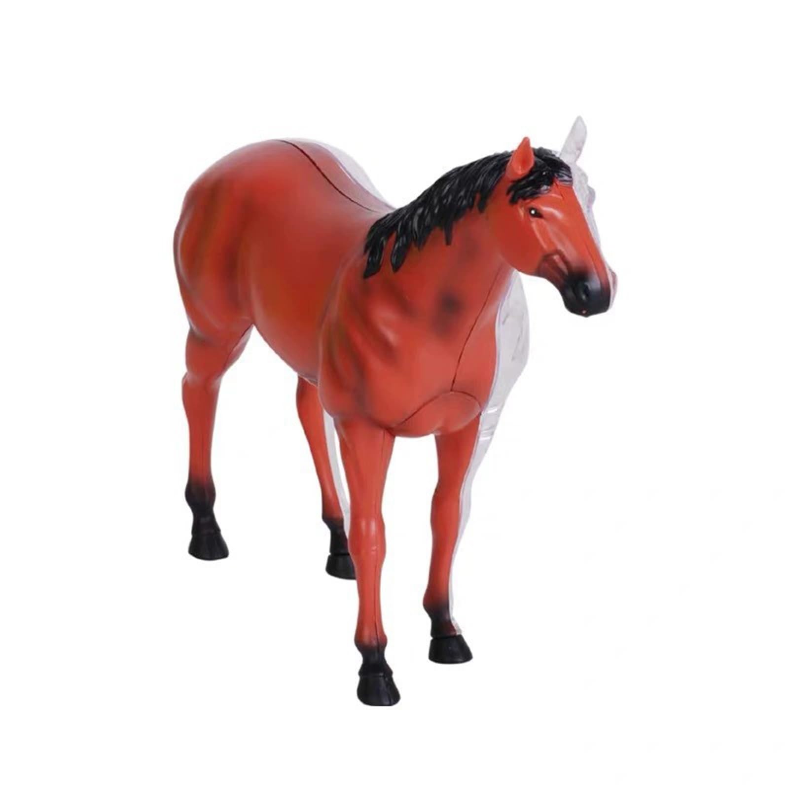 Modelo genérico de anatomía equina en 4D, espécimen de esqueleto animal para clínica veterinaria, escuela de formación veterinaria y enseñanza. 26 partes A