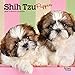 Shih Tzu Puppies 2020 7 x 7 Inch Monthly Mini Wall Calendar, Animal Small Dog Breed Puppies