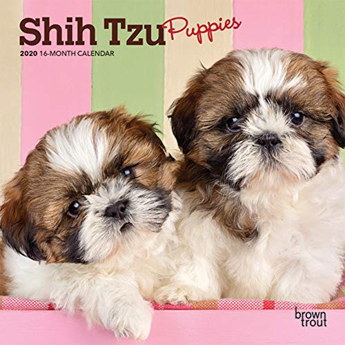 Télécharger Shih Tzu Puppies 2020 Calendar Gratuit
