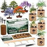 Bonsai Starter Kit for Adults – Complete Indoor Tree Growing Set with Jacaranda Seeds, Tools & Planter | DIY Gardening Hobby Kits for Plant Lovers, Unique Easter Gifts for Men & Women