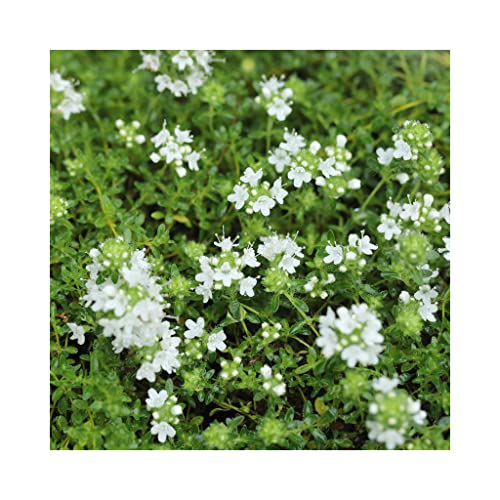 Thyme Snowdrift herb Plant Aromatic Leaves White Flowers Summer Loved by Bees Ground Cover 9cm Pot