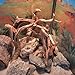 GDMYST 10 Pcs Natural Small Spiderwood for Aquarium, Aquarium Driftwood Freshwater 4-6 Inch, Assorted Size Spider Wood, Twisted Branches for Fishtank Accessories, Reptile Terrariums Decorations