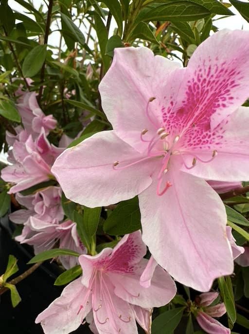 Azalea x 'George Lindsey Tabor' (3 Gallon)