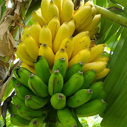 200+ Dwarf Banana Seeds For Planting #TOP3