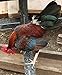 12 Fertile Bantam hatching chicken eggs variety color