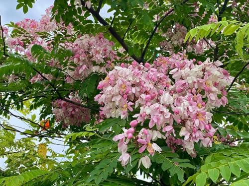 Image of Cassia Javanica Live Plant with Pot | Pink Shower Tree Flowering Plant | Java Cassia Live Tree Plant for Home Garden Balcony Terrace