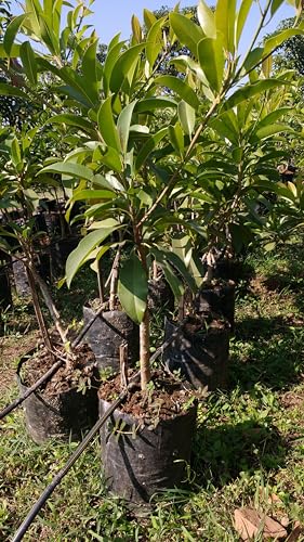 Chiku plant hybrid all seasons,plant for all seasons hybrid chiku (Pack of 1)