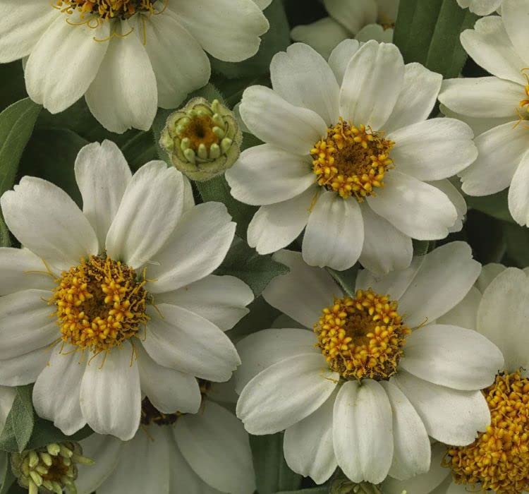 Zinnia Çiçeği Tohumu (Mini Çiçekli, Kirli Hanım) Beyaz Renkli - 5 Tohum