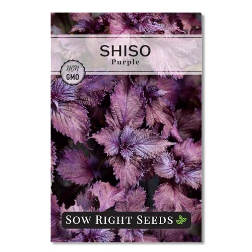 Sow Right Seeds - Purple Shiso Seeds for Planting - Perilla Leaf Japanese & Korean - Non-GMO Heirloom Variety - Grow Aromatic Perilla Leaves - Easy to Plant Indoors/Outdoors - Fresh Herb Garden (1)