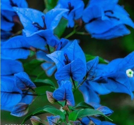 Plantopia Bougainvillea Blue Color Flower Plant Bougainvillea Plant - Outdoor Flowering Plant, PP_B06