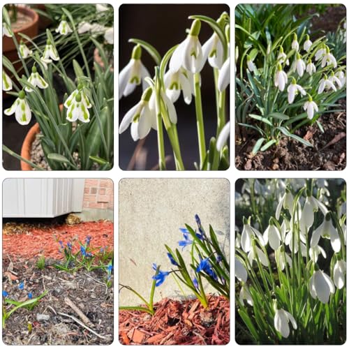 bulbi Galanthus woronowii - giardino del balcone perenni resistenti decorazione decorativa primavera del balcone 5pcs