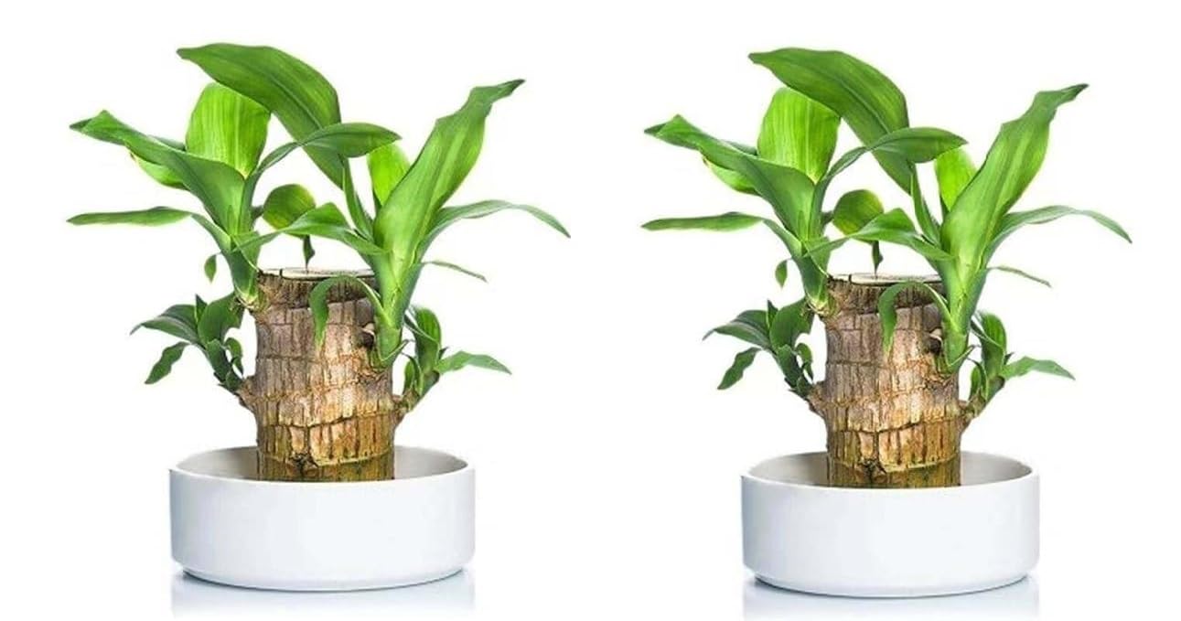 ZATRIKAS Brazilian Lucky Wood Potted Plant | Lucky Brazilian Wood Plant for Living Room | Feng Shui Plant (Pack of 2)(Pot Not Included) (B0DH3TWKKT) Amazon Price History, Amazon Price Tracker