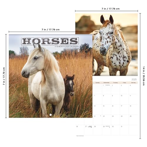 Trends International 251007 2025 Horses Mini Wall Calendar thumb #6