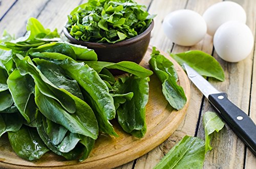 Oseille commune, Oseille de jardin"Belleville" - 1600 graines Cover