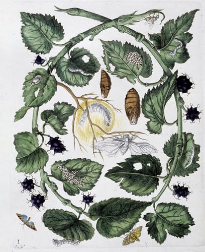 Tableaux peinture sur toile papillons et chrysalis dessin Maria Si