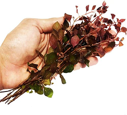 Planterest - Ludwigia Repens Rubin Super Red Ruby Bundle Live Aquarium Plant Stems Decorations...