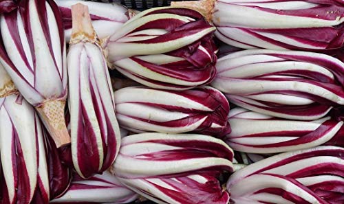 1000 Mezzaprecoce Radicchio Rossa di Treviso