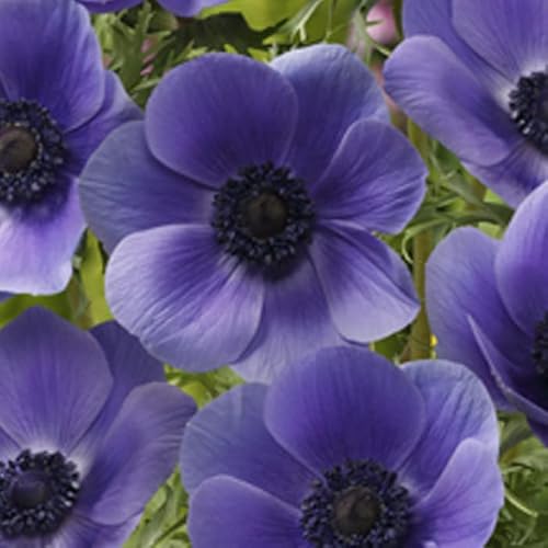 アネモネ 【 一重咲き 紫 】 球根 25ml パープル 秋植え プランター栽培 花壇 花の大和のサムネイル