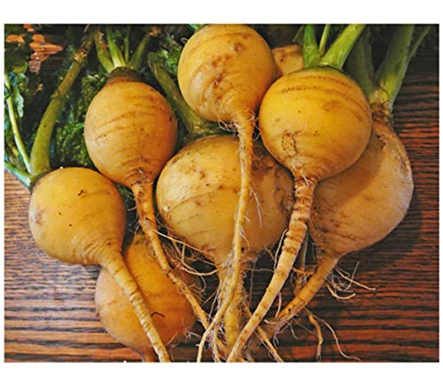 PREMIER SEEDS DIRECT - Turnip Seeds - Gold Ball - 4 Grams Finest Italian Seeds