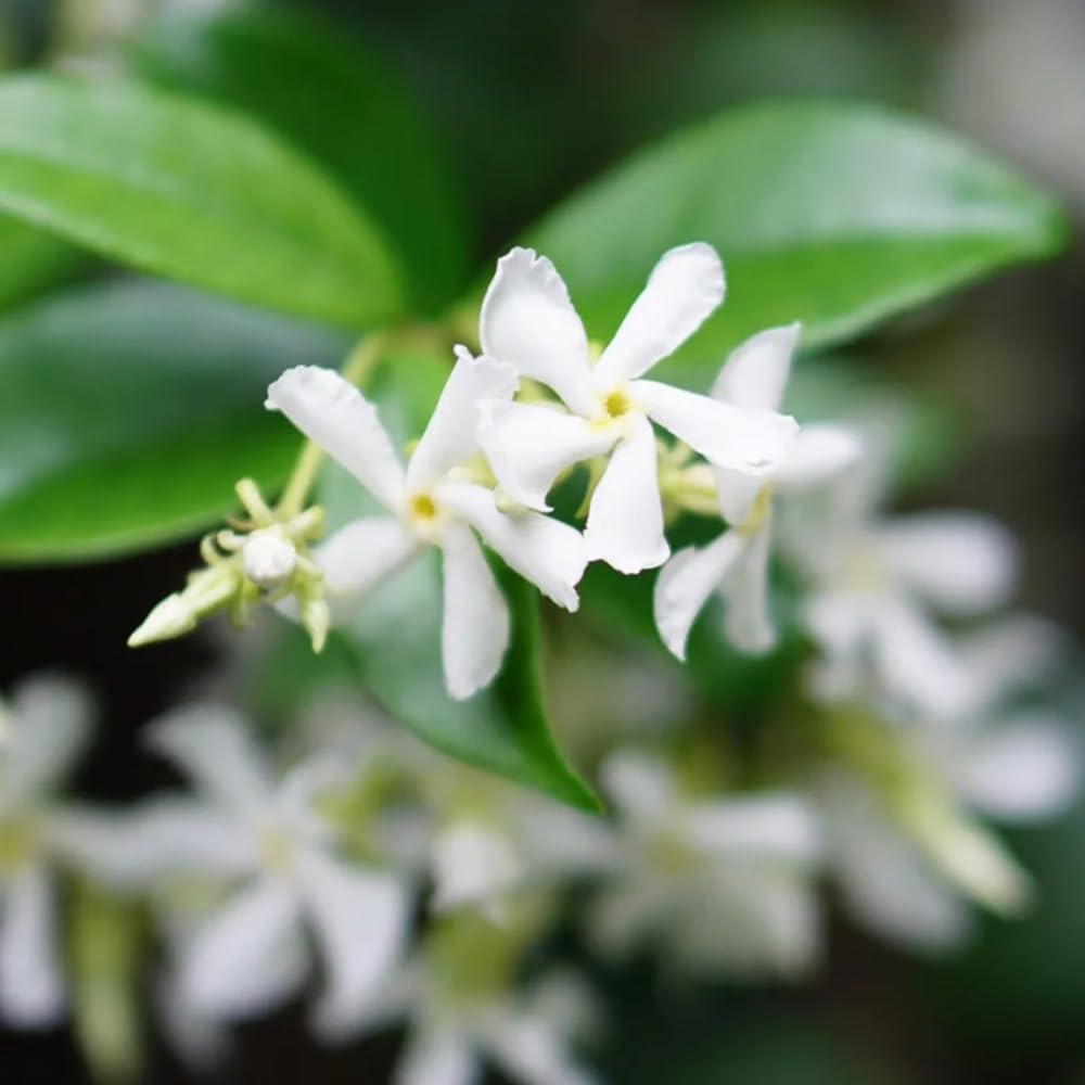 Semillas de jazmín estrella - las trepadoras son resistentes Trachelospermum jasminoides - balcón de semillasde jardín 50pcs