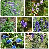I semi possono essere piantati vasi trapiantati successivamente, oppure possono essere piantati direttamente nel vostro giardino.Una volta cresciuti, possono svolgere un ruolo nella decorazione del giardino.