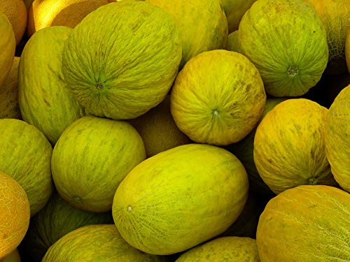 100 Organic Golden Beauty Casaba Melon Seeds for Planting Non GMO Heirlom