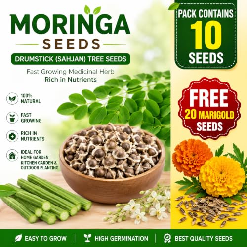 Image of Moringa Seeds 10 Seeds + Free 20 Marigold Seeds | Drumstick (Sahjan) Tree Seeds | Fast Growing Medicinal Herb Rich in Nutrients | Home Garden, Kitchen Garden & Outdoor Planting