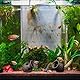 GBKDQQ 2 Stück Keramik Versteck, Aquarium Höhle Fisch Tank Zubehör Dekoration Garnelenhöhle Zuhause Decoration Keramik-Ablaichhöhle Wassertiere-Höhle Landschaftsbau Rock Cave Deko (Vase)