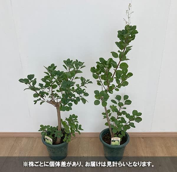 スモークツリー 花木 苗 選べる5種類 ホワイトボール グリーンボール