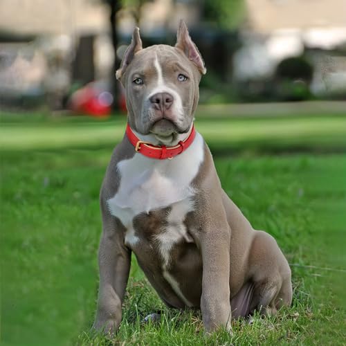 HEELE Hundehalsband Leder Hundehalsband mit gepolstert und echtes Leder, Verstellbar, Halsband für Welpen Kleine Mittel Große Hunde, Neu-Rot, M