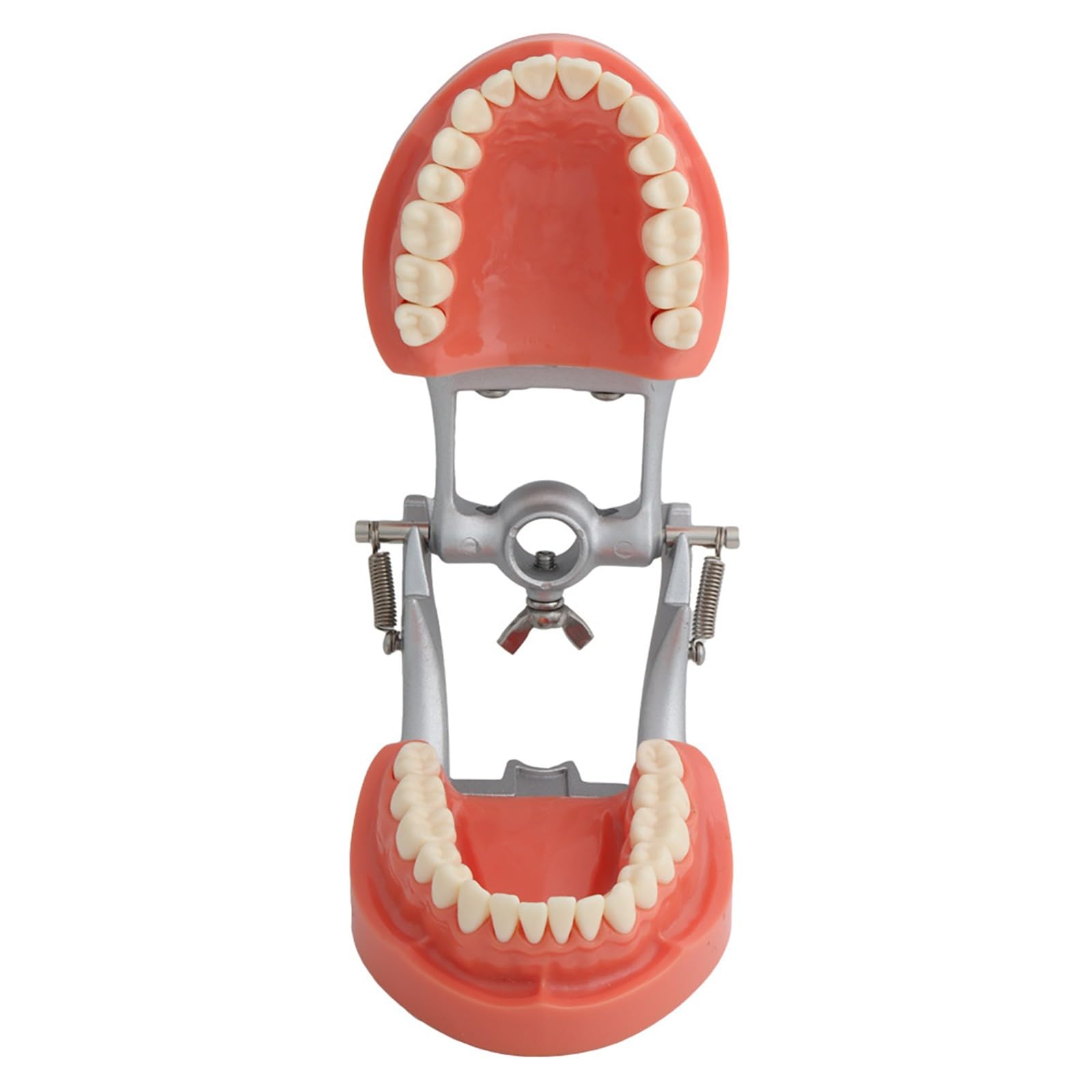 Modello Typodont Dentale con 32 Denti Rimovibili per Insegnamento e Pratica, 200 Tipi Ideale per Studio Odontoiatrico e Dimostrazione