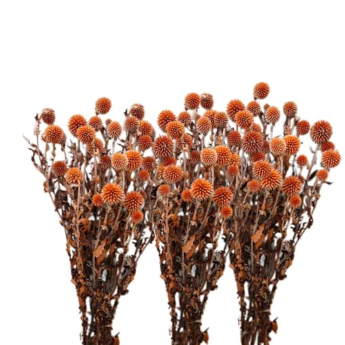 Ramillete de Echinops Secos 3 Ramos Naranja Decoración miniatura 1